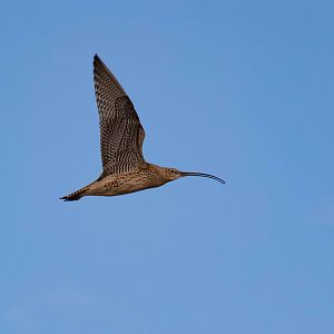 Eastern Curlew