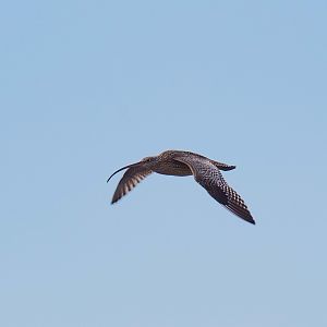 Eastern Curlew