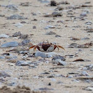 Horned Ghost Crab