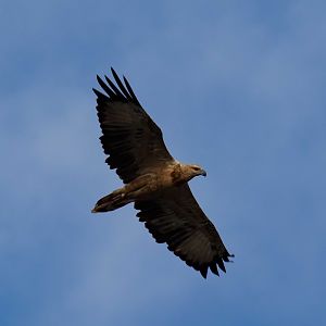 Juvenile White-bellied Sea-eagle