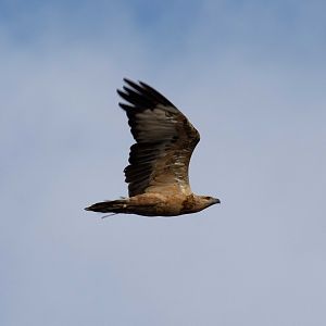 Juvenile White-bellied Sea-eagle