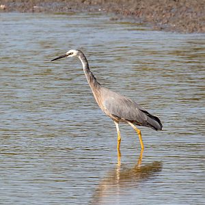 White-faced Heron