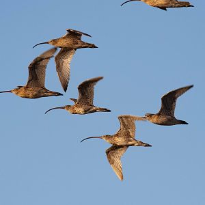 Eastern Curlews