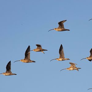 Eastern Curlews