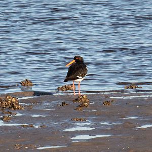 Pied Oystercatcher