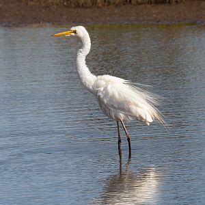Great Egret