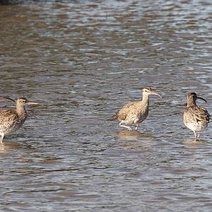 Whimbrels