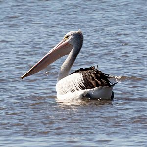 Australian Pelican