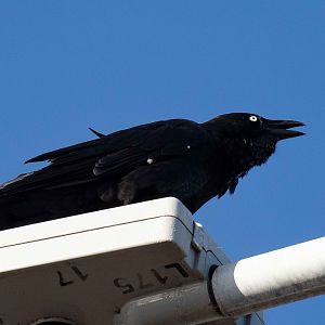Australian Raven