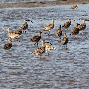 Eastern Curlews
