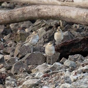Pacific Golden Plovers