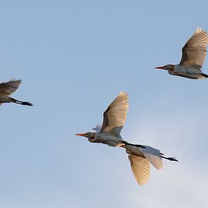 Cattle Egrets