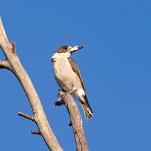 Grey Butcherbird
