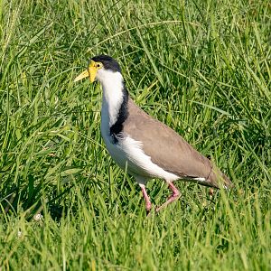 Masked Lapwing