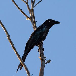 Spangled Drongo