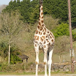 Rothschild's Giraffe, March 2022