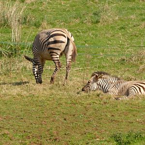 Hartmann's Mountain Zebras, March 2022