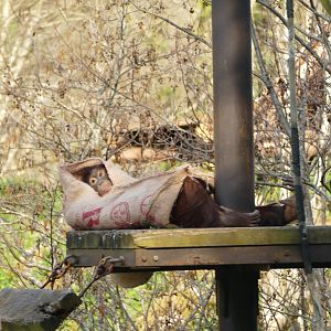 Bornean orangutan, March 2022