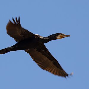 Great Cormorant