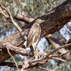 Nankeen Night-Heron juvenile