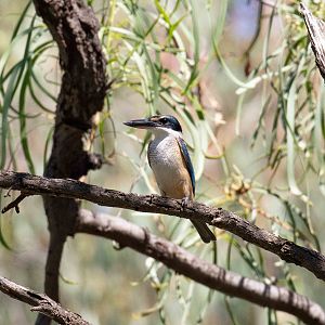 Sacred Kingfisher