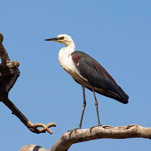 White-necked Heron