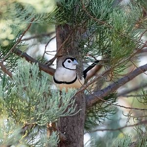 Double-barred Finch