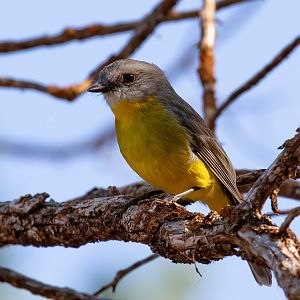 Eastern Yellow Robin
