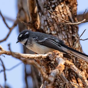 Grey Fantail