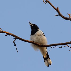 Pied Butcherbird