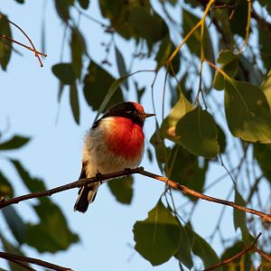 Red-capped Robin
