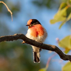 Red-capped Robin