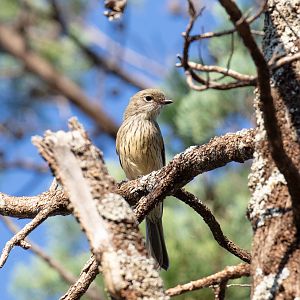 Rufous Whistler female