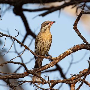 Spiny-cheeked Honeyeater