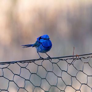 Splendid Fairy-wren