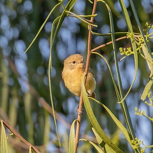 Yellow Thornbill