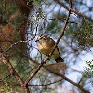 Yellow-rumped Thornbill