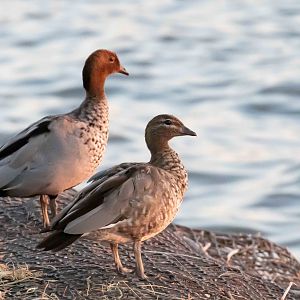Australian Wood Ducks watching the sunrise