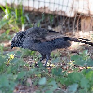 Apostlebird