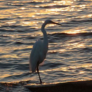 Great Egret at sunrise