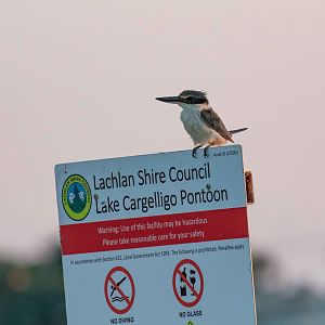 Sacred Kingfisher in early morning light
