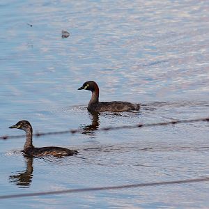 Australasian Grebe and juvenile