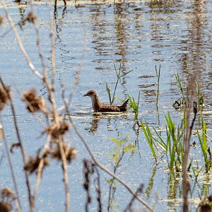 Baillon's Crake