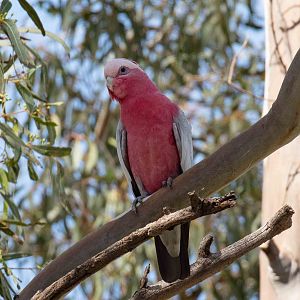 Galah