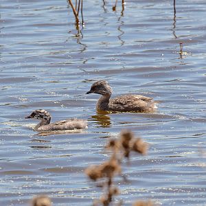 Hoary-headed Grebe and juvenile