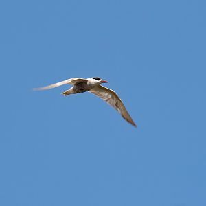 Whiskered Tern
