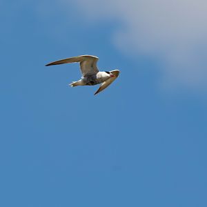 Whiskered Tern
