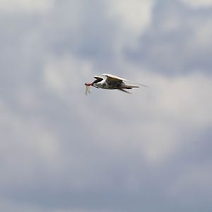 Whiskered Tern
