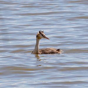 Great Crested Grebe