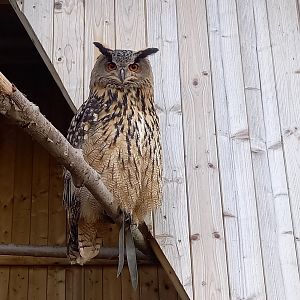 Eurasian eagle-owl